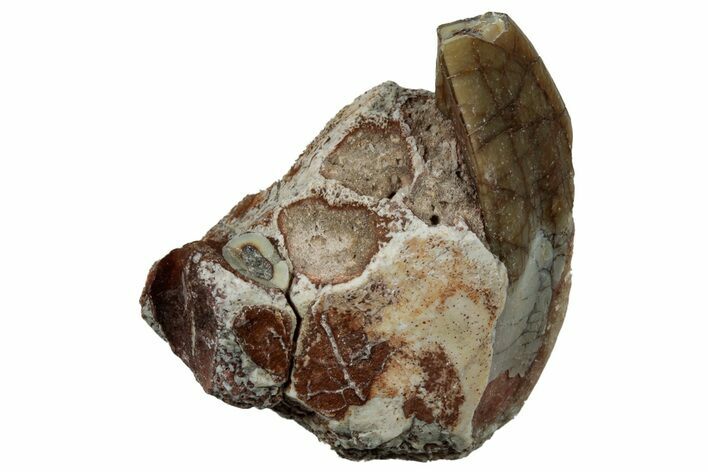 Fossil Oreodont Jaw Section - South Dakota #300285